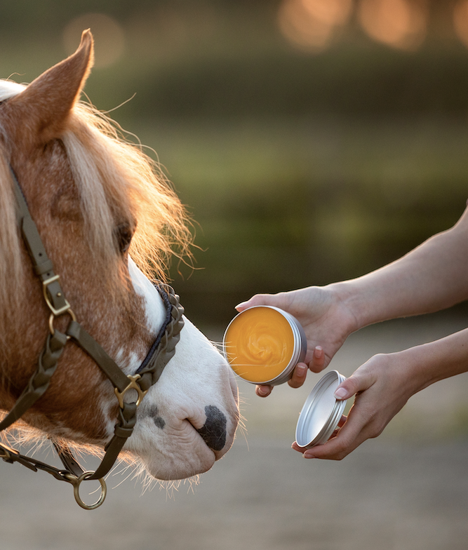 Horse & Dog - Honey Salve